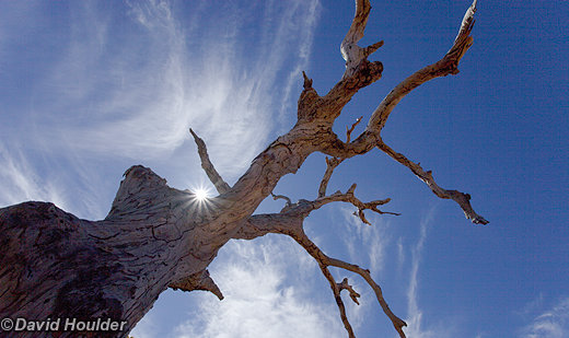 Dead Tree  Watarrka National Park