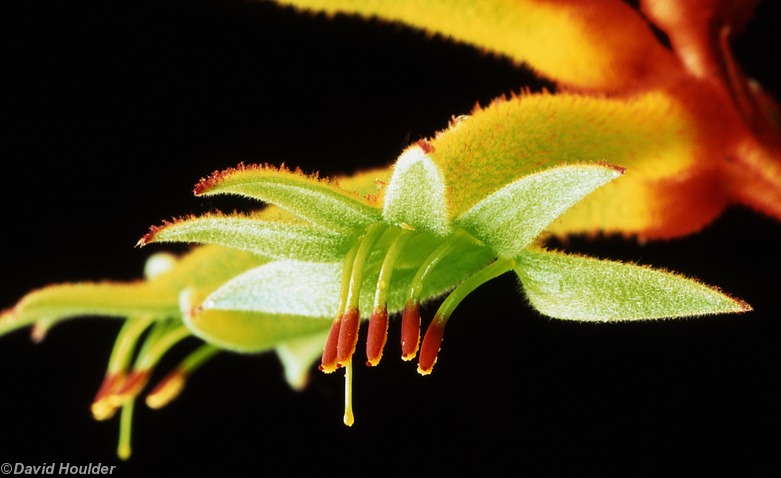 Kangaroo Paw 1