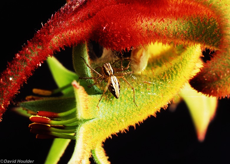 Kangaroo Paw 4
