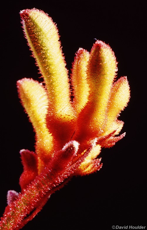 Kangaroo Paw 5