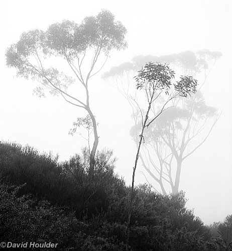 Foggy morning 1 Morton National Park (Click for larger image) Foggy morning 1 Morton National Park