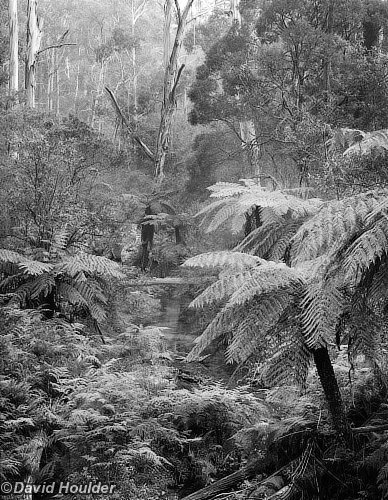 Forest stream  Tantawangalo, NSW, Australia