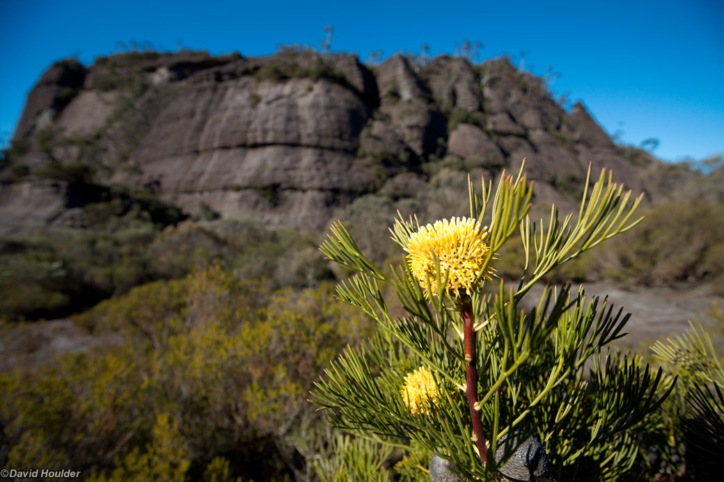 Isopogon in Monolith Valley