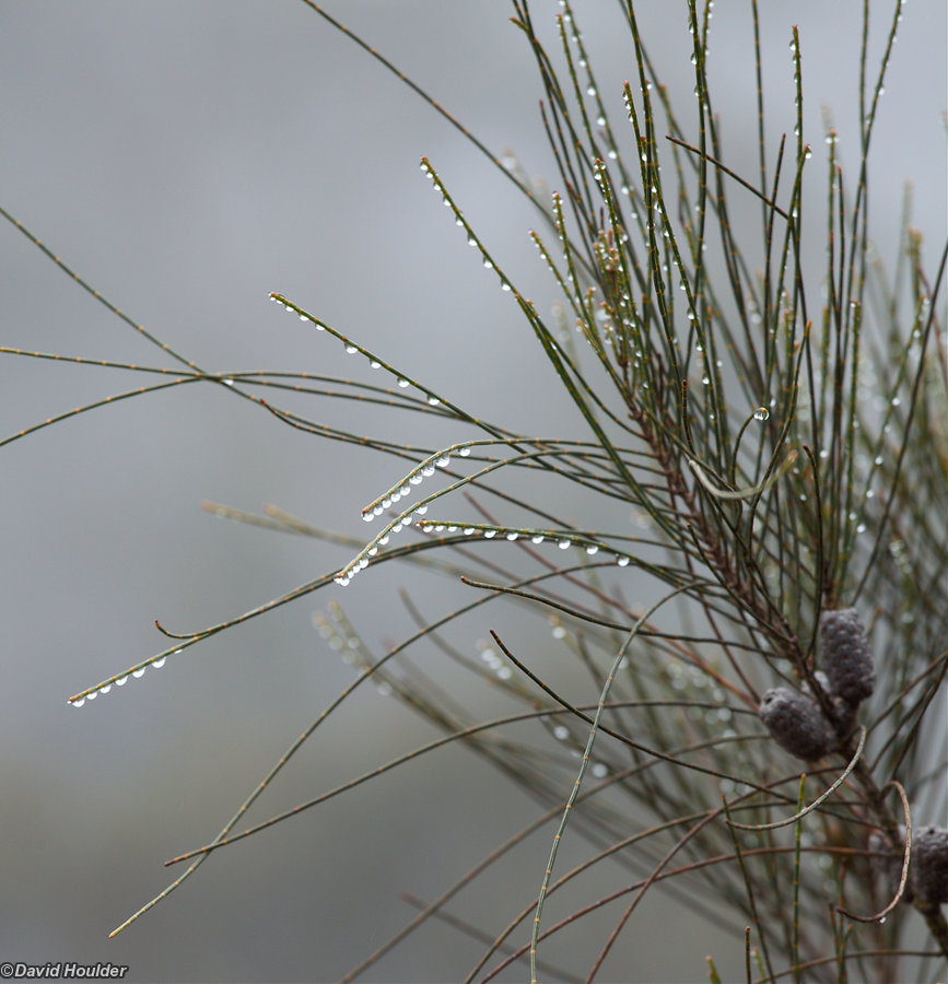 Water drops on Casuarina in Monolith Valley