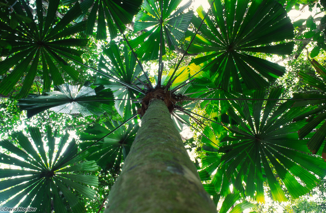 Canopy near Zoe Bay