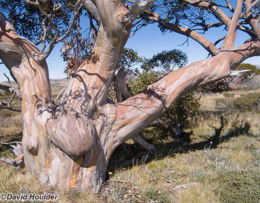 Snowgum 2
