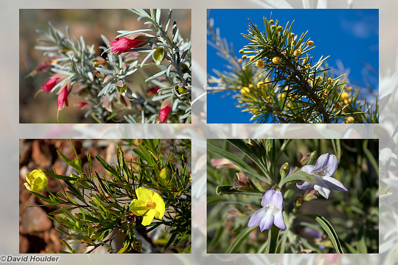 Flowering shrubs