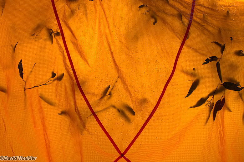 Drying tent fly (Click for larger image) Drying tent fly