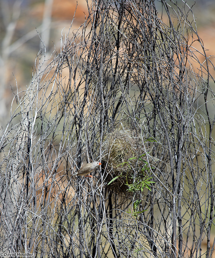 Zebra Finch and nest