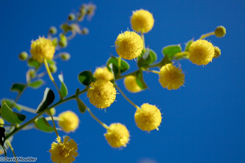 Acacia in flower in Hugh Gorge