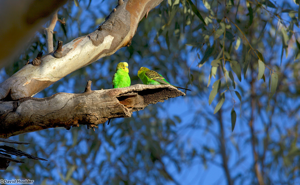 More Budgies at Fringe Lilly Creek