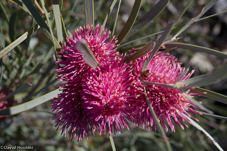 Flowering Hakea on Brinkley Bluff