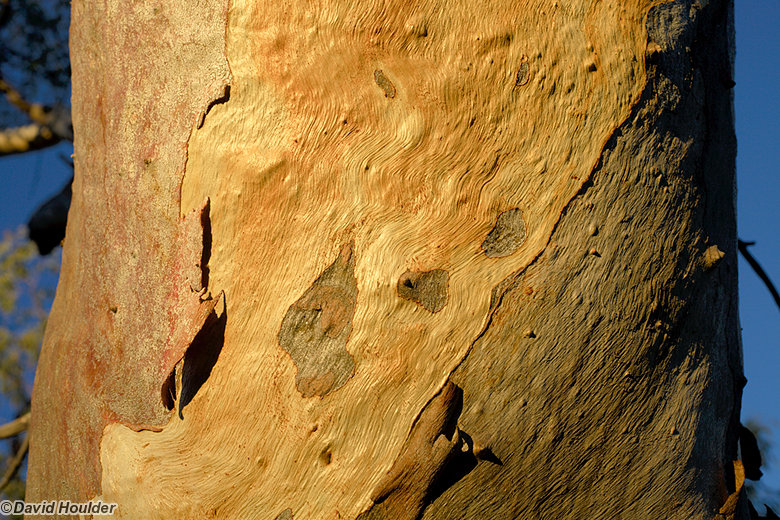 Bark patterns