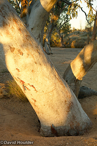 Tree trunks in the creek bed