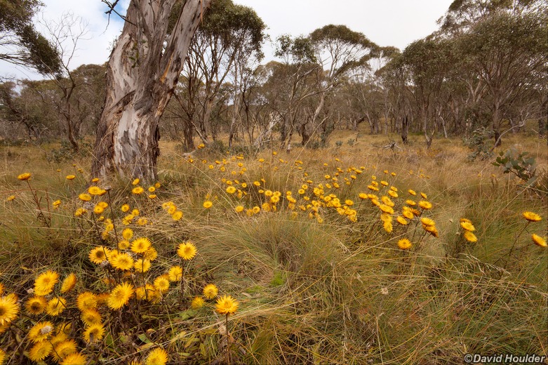 Alpine flowers 2