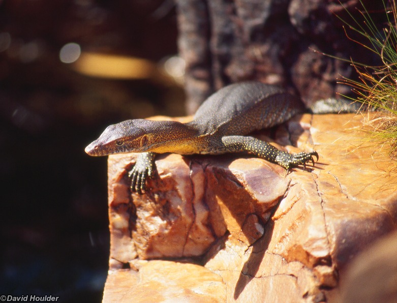 Litchfield National Park  Water Monitor