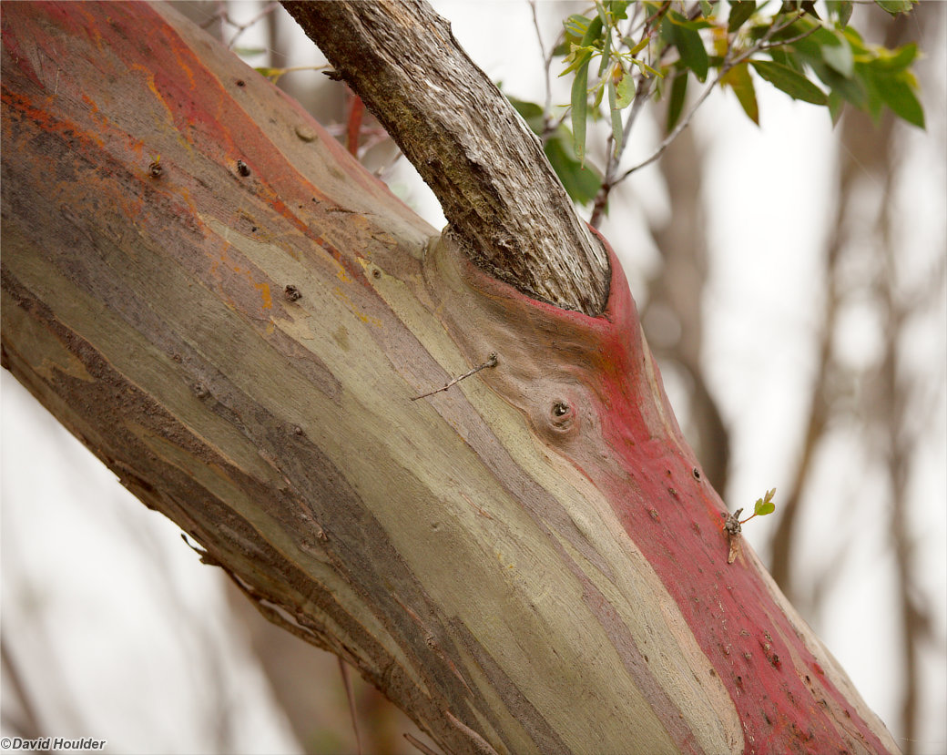 Eucalypt branch at Waterfall Valley