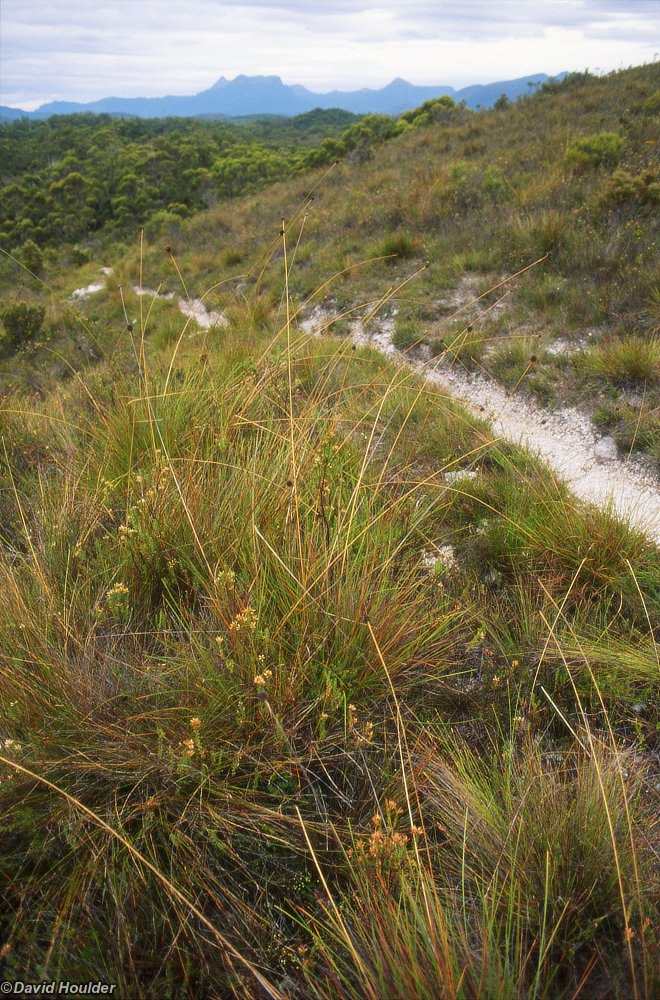Button grass and Mount Anne
