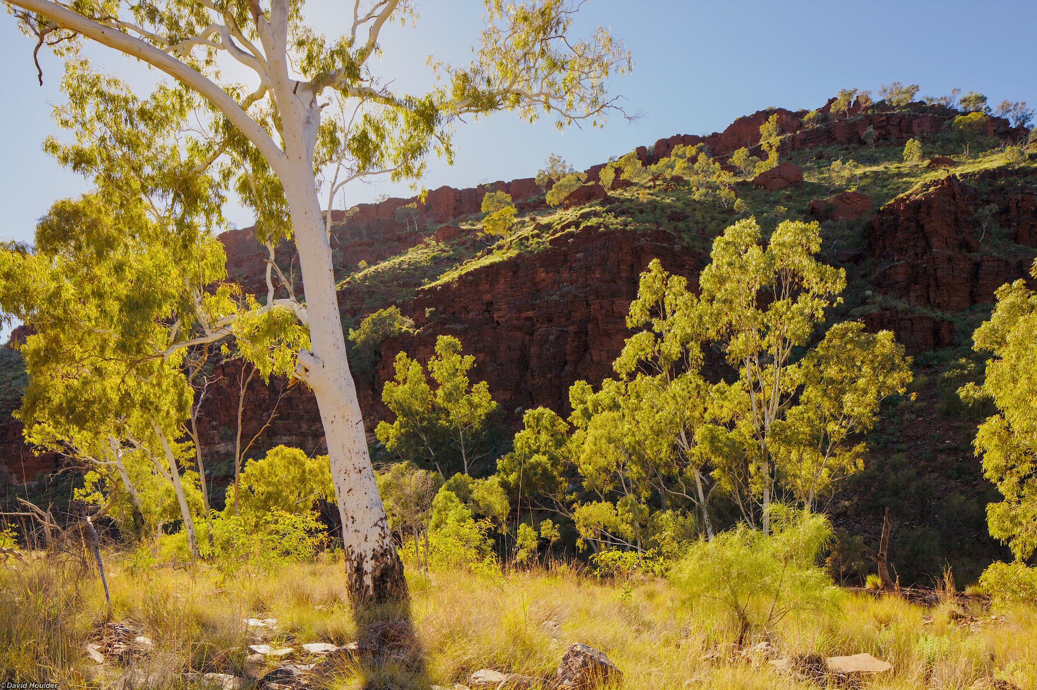 Backlit trees in Dales Gorge