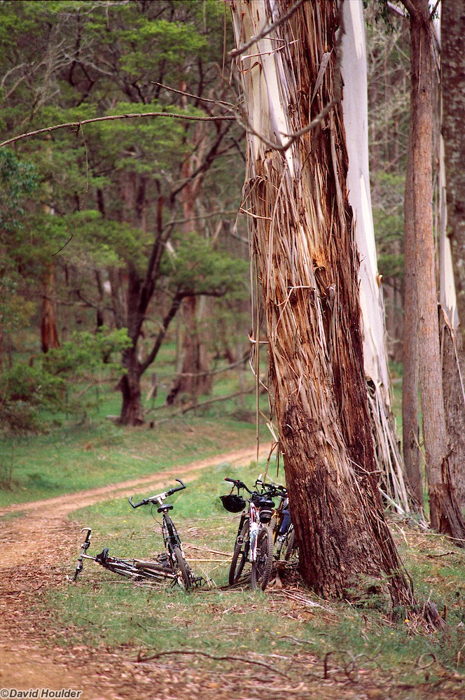Bikes with Trees