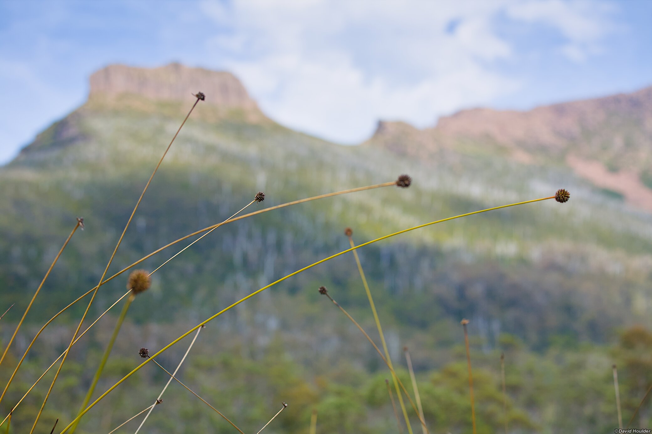 Button grass stalks