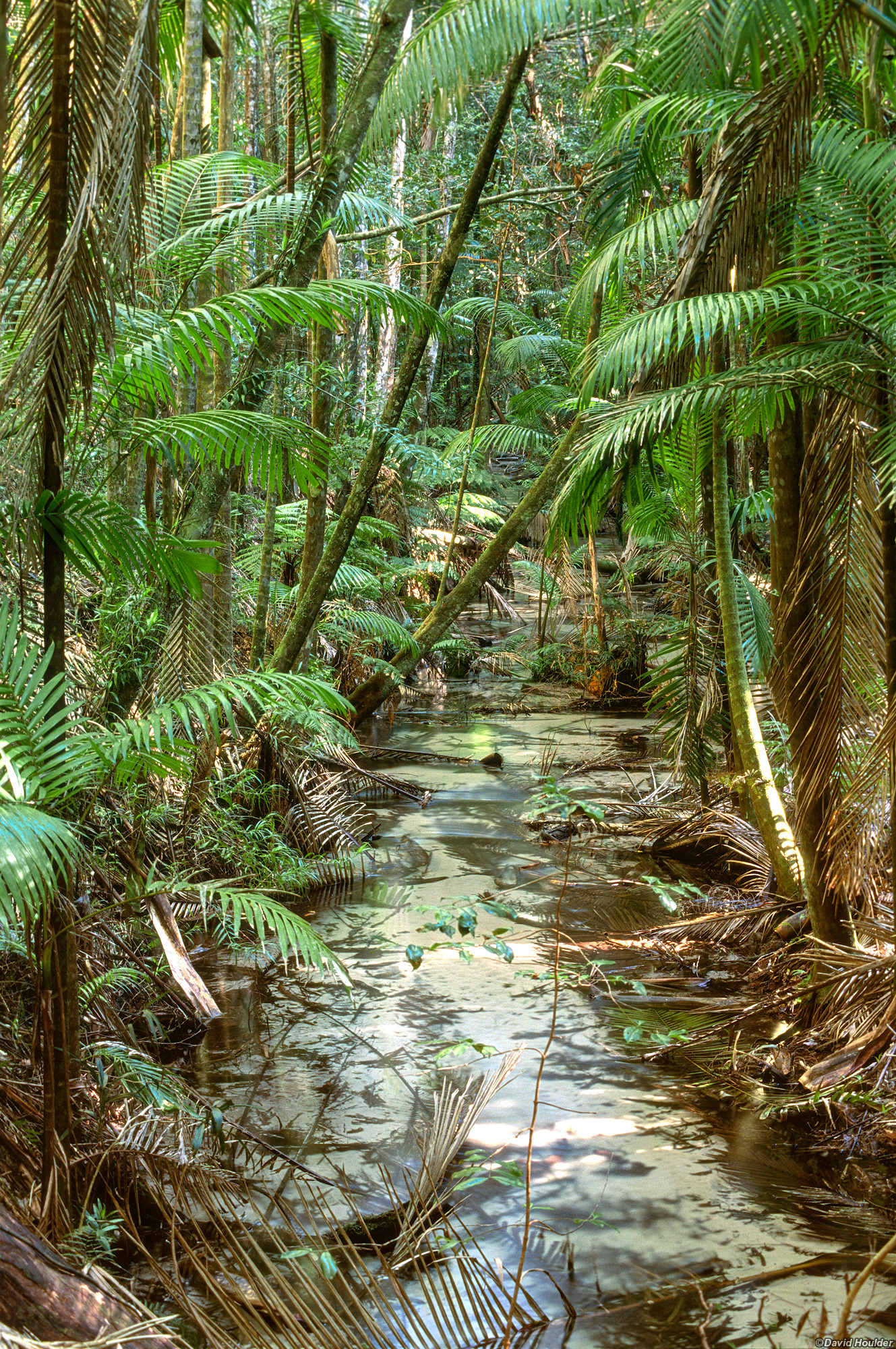 Rainforest creek