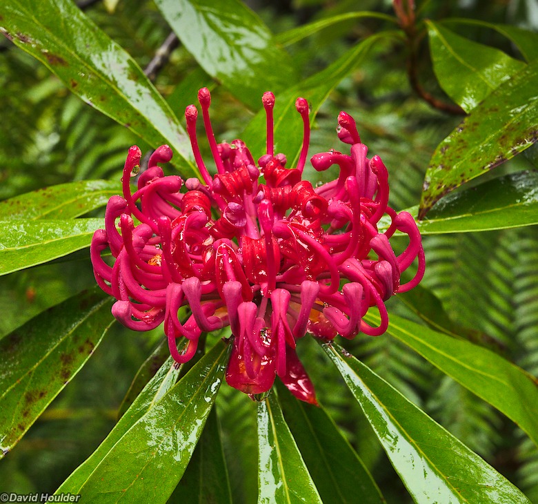 images/gippsland-waratah_7.jpg images/gippsland-waratah_7.jpg