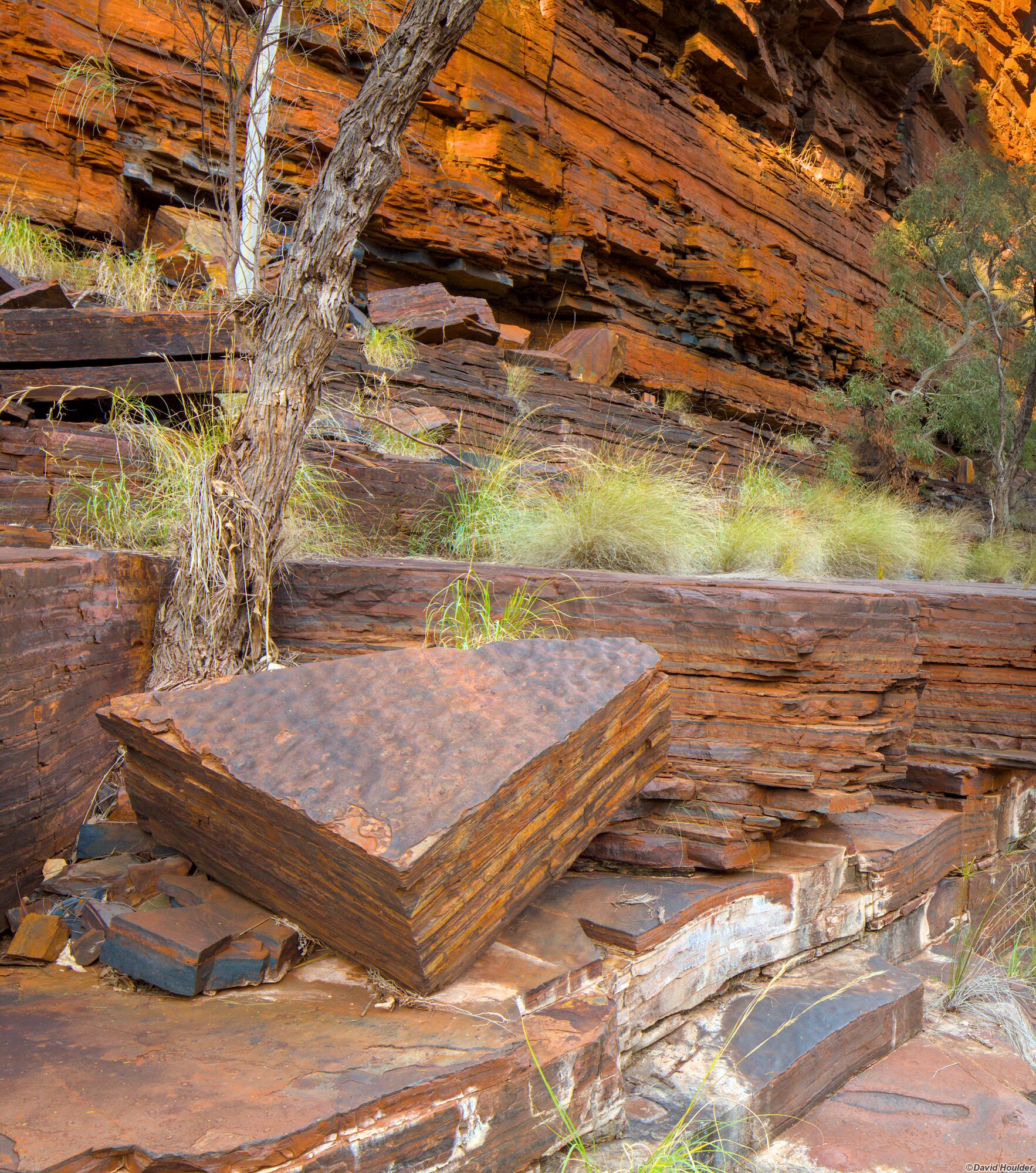 Rock slabs, cliff face trunk of a small tree and some grass