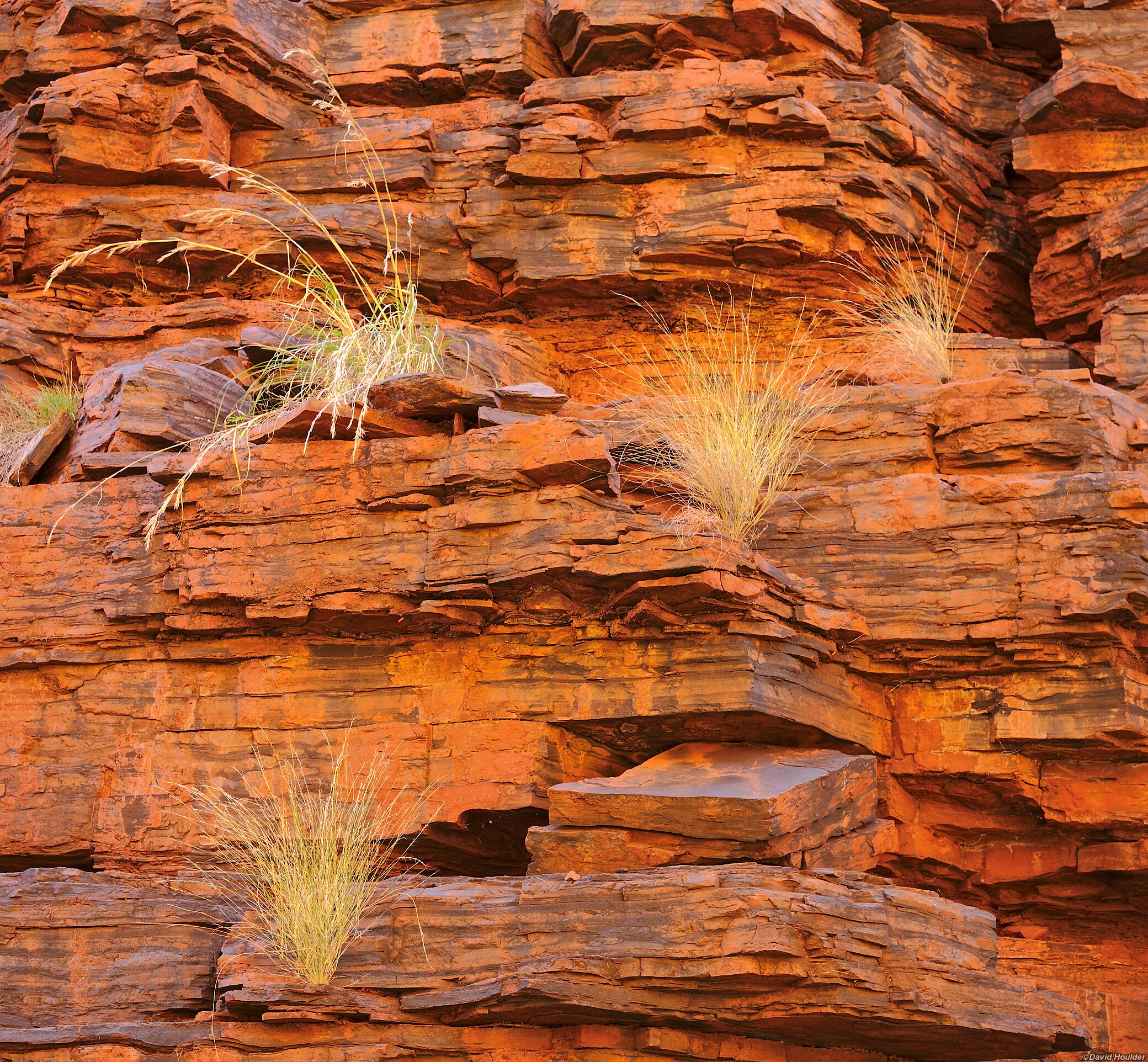 Grass tussocks growing on a rocky cliff face