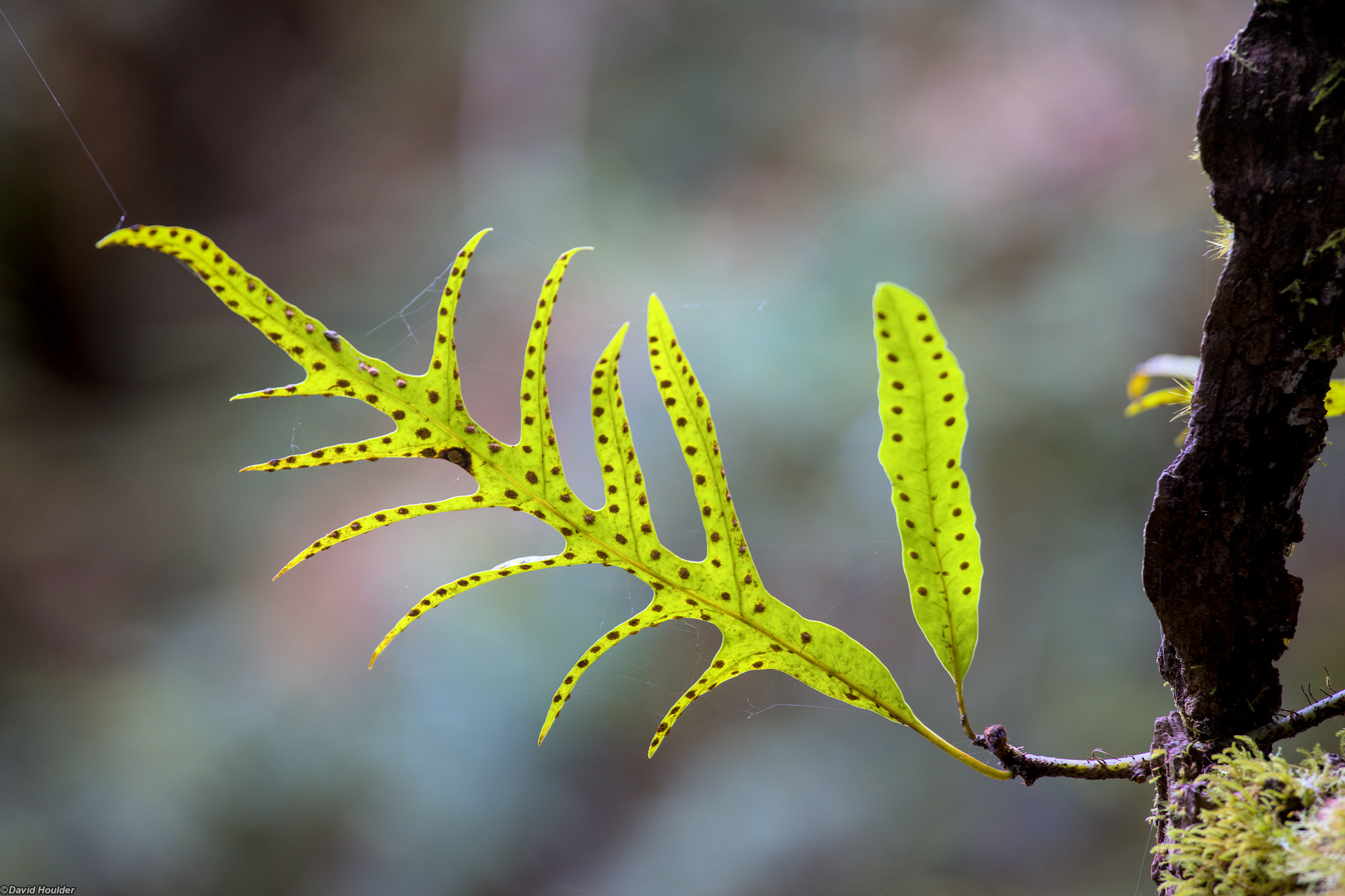 Kangaroo fern ( Microsorum pustulatum )