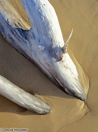 Moon Bay Driftwood 2
