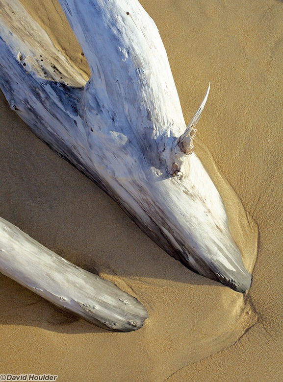 Moon Bay Driftwood 2