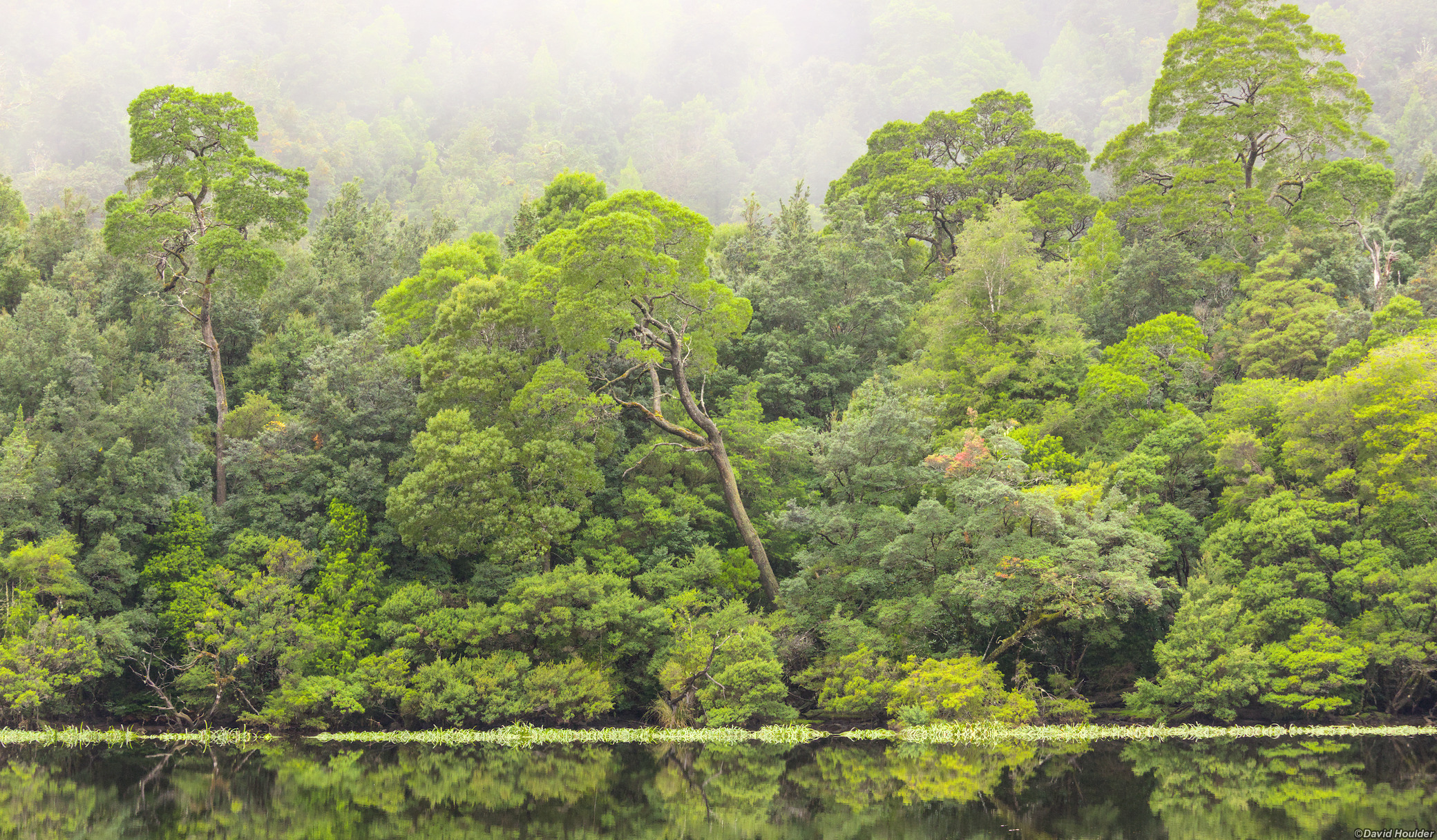 Rainforest on river bank