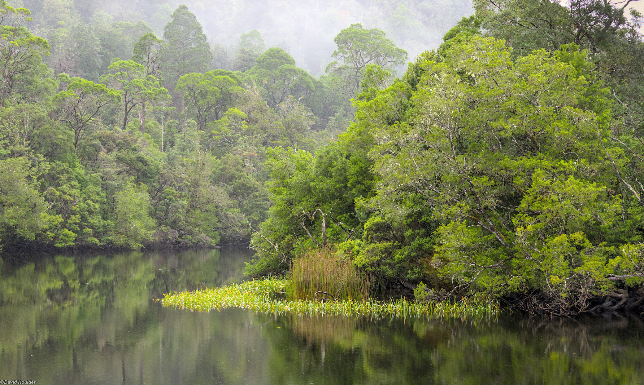 Rainforest on river bank