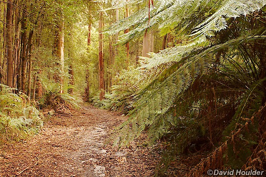 On the track to Blanket Bay