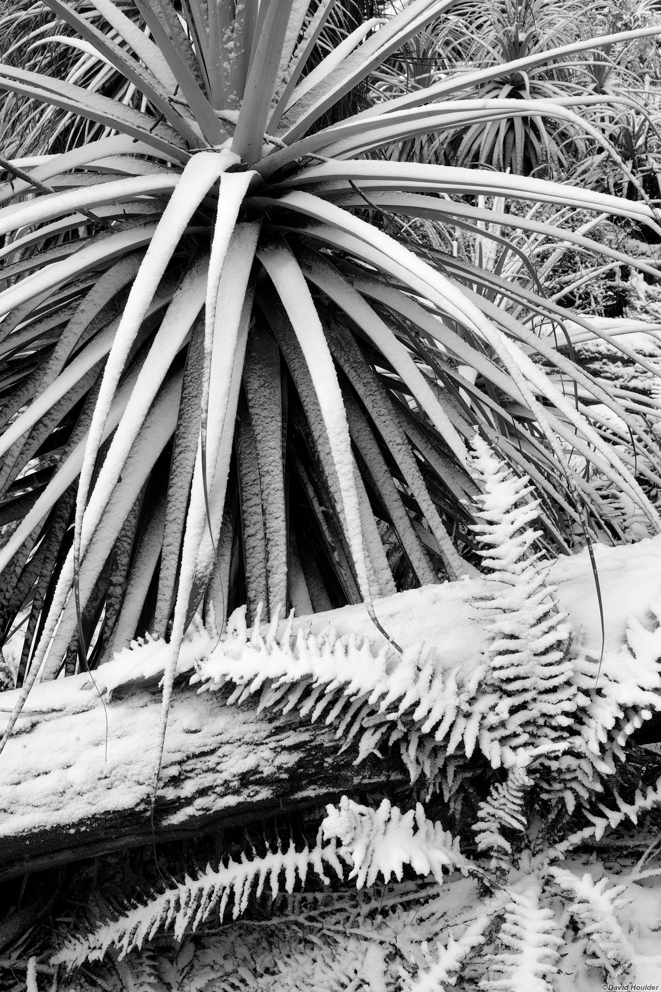 Snow on Pandani, fern and log
