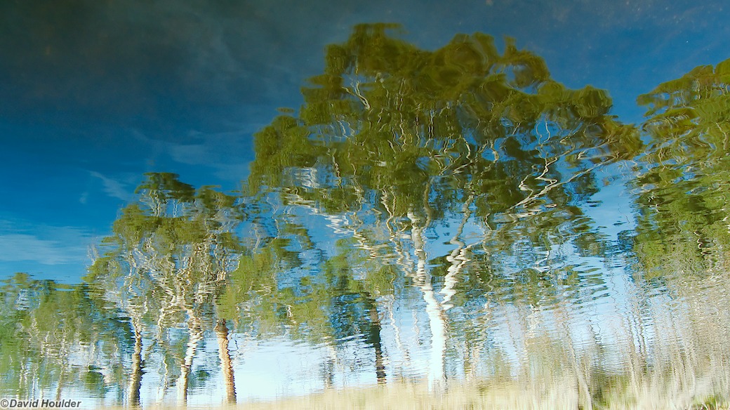 Reflected Trees