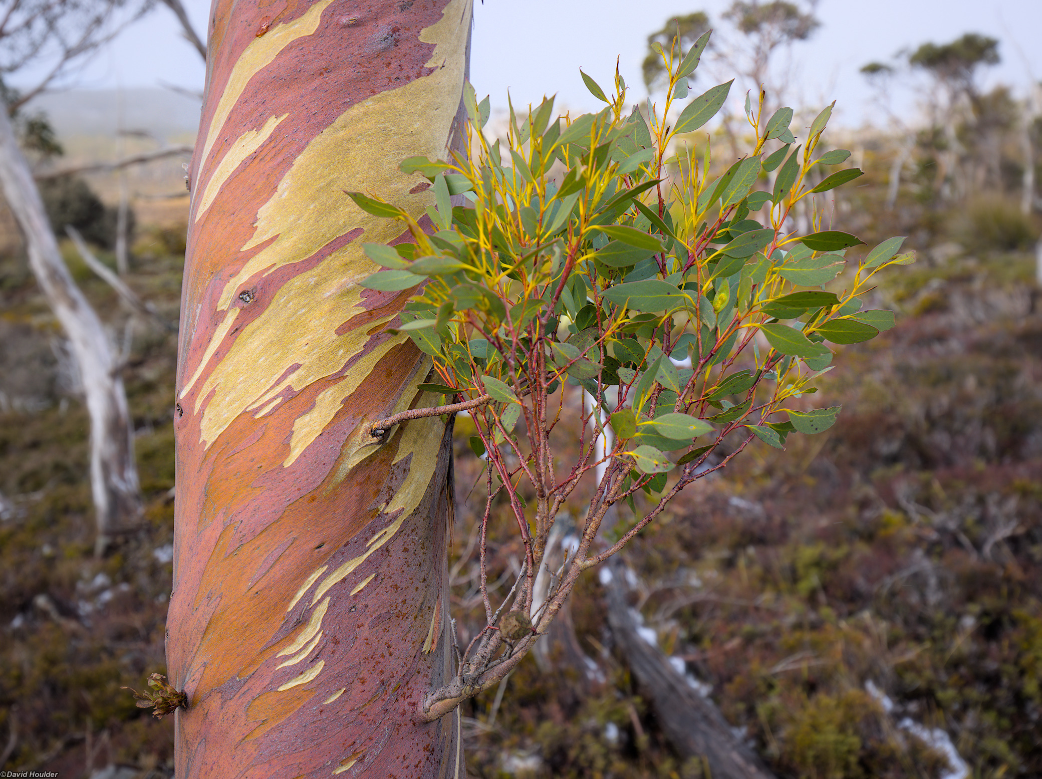 Sprouting leaves on a snowgum