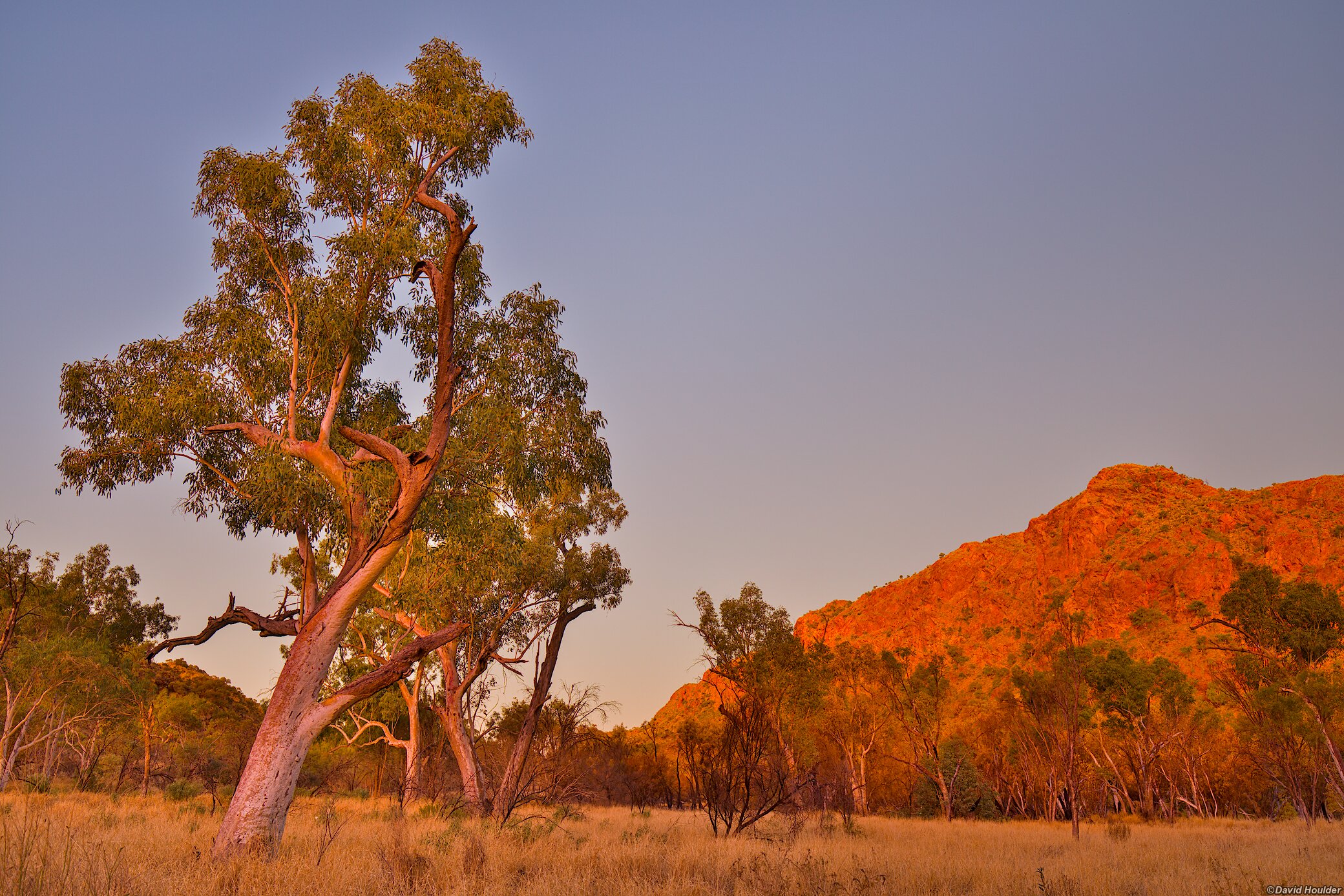 A large eucalyptus tree and grassland with a rocky hill in the background