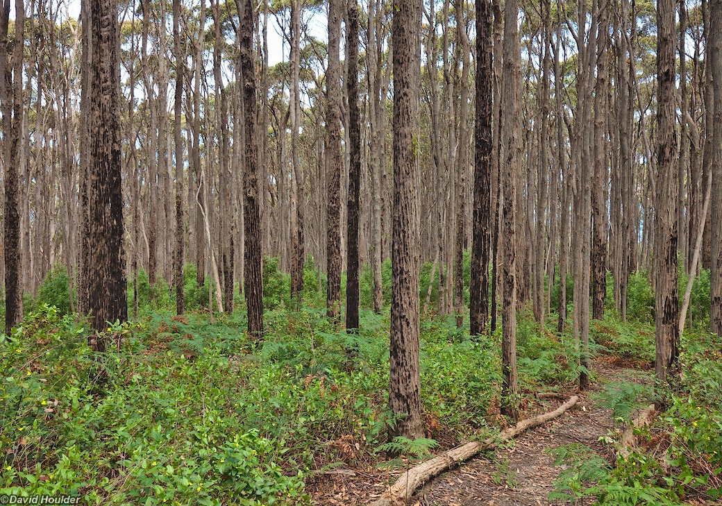 Tall trees