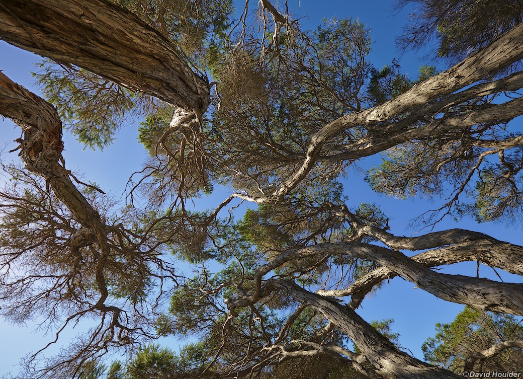 Tea-tree canopy