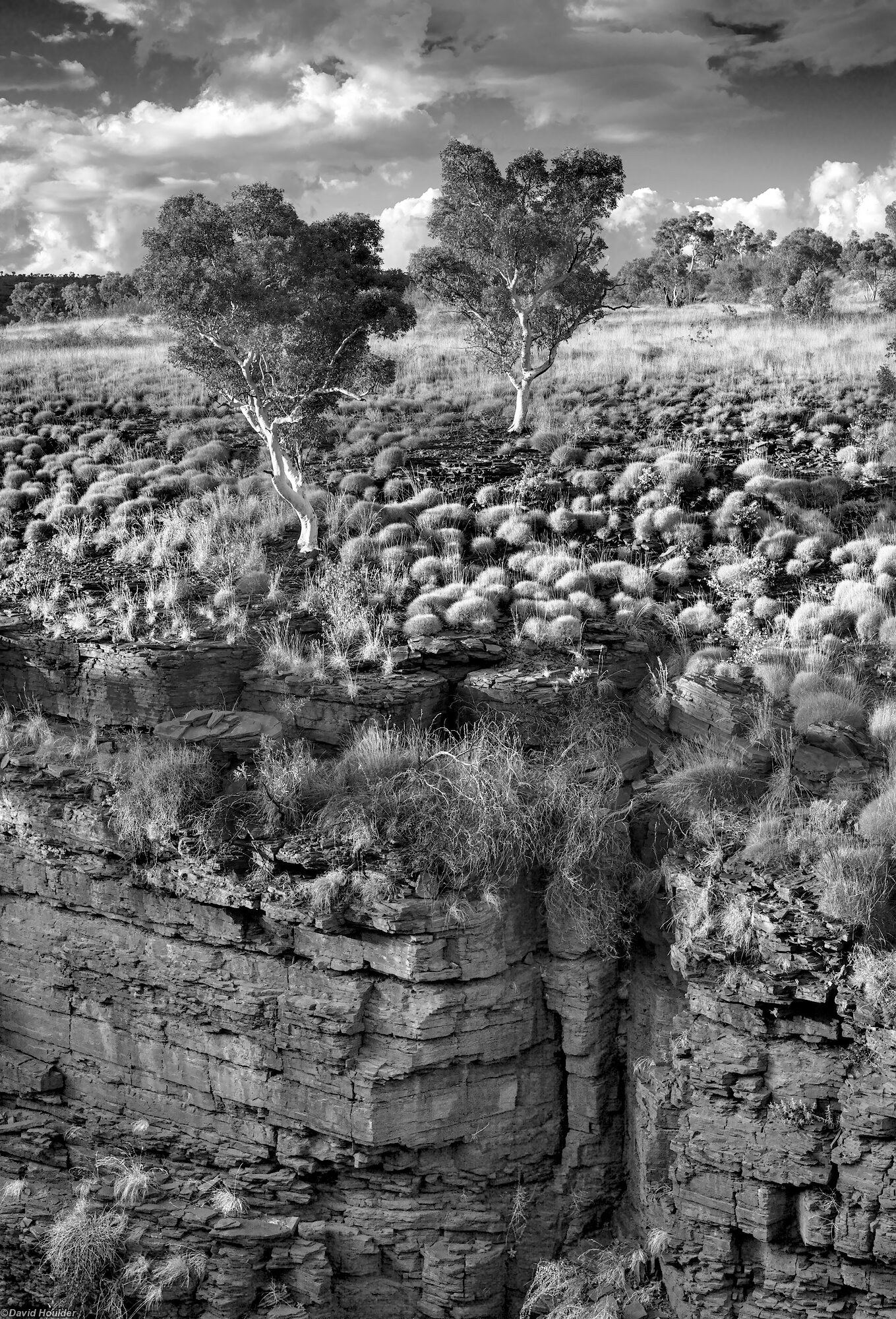 Two eucalypt trees growing at the top of a cliff surrounded by Spinifex and clouds in the sky