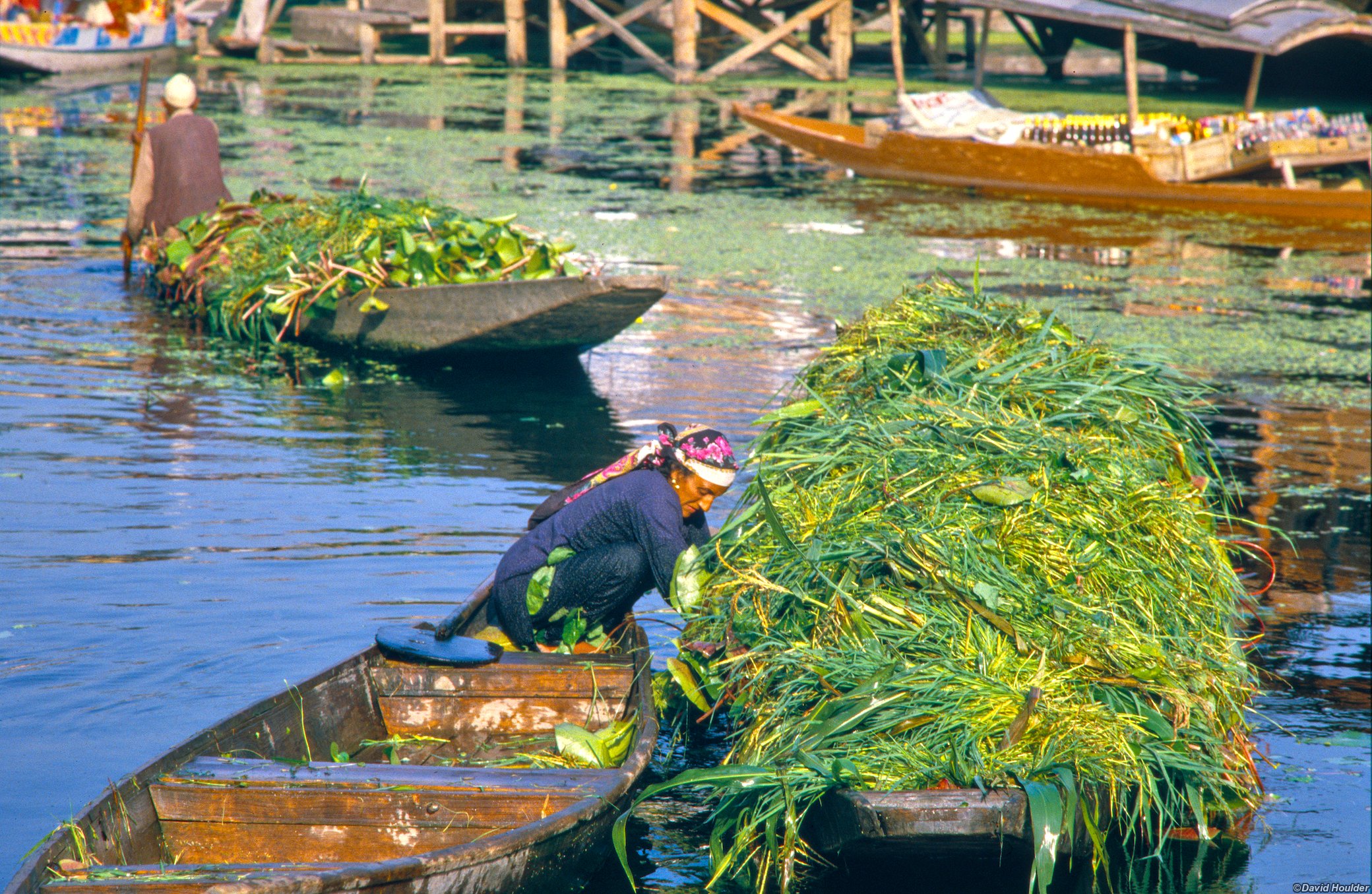 Weeding the lake