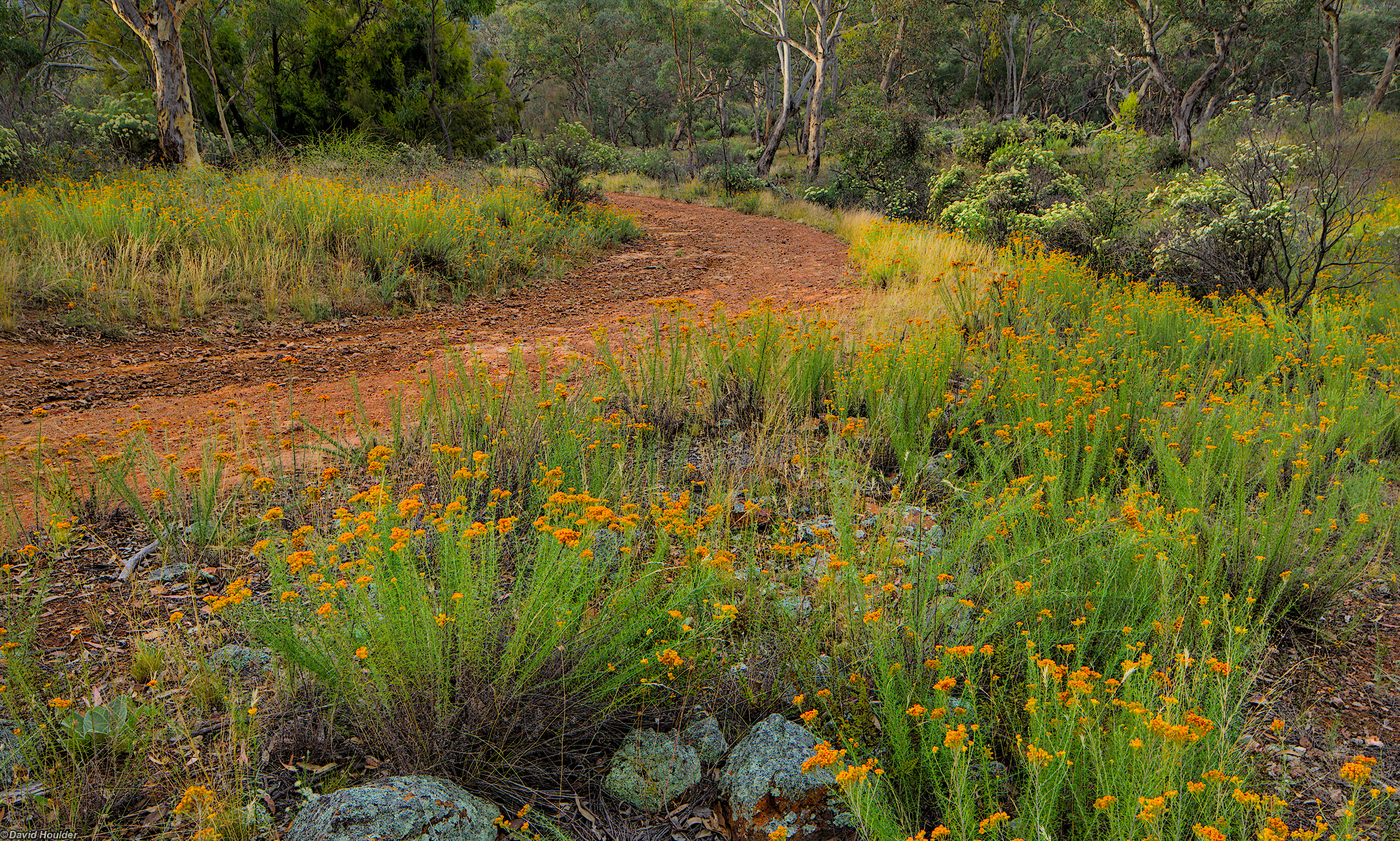 Wildflowers on the Canberra Centenary Trail Mount Ainslie, ACT
