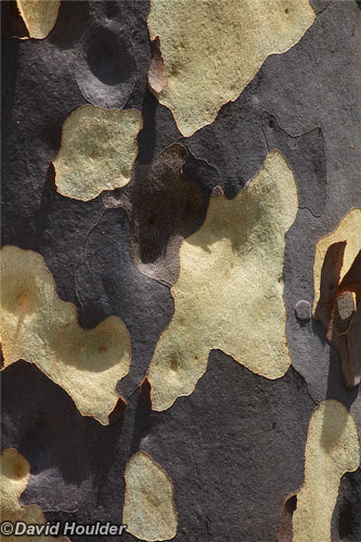 Spotted gum Spotted gum