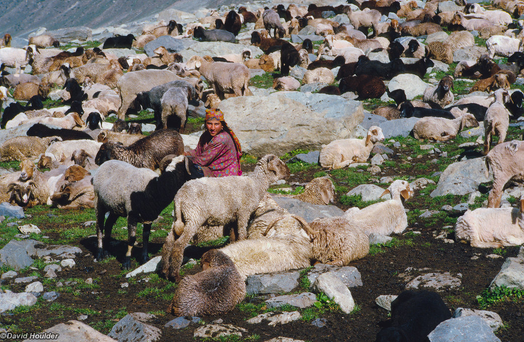 Kashmiri shepherd