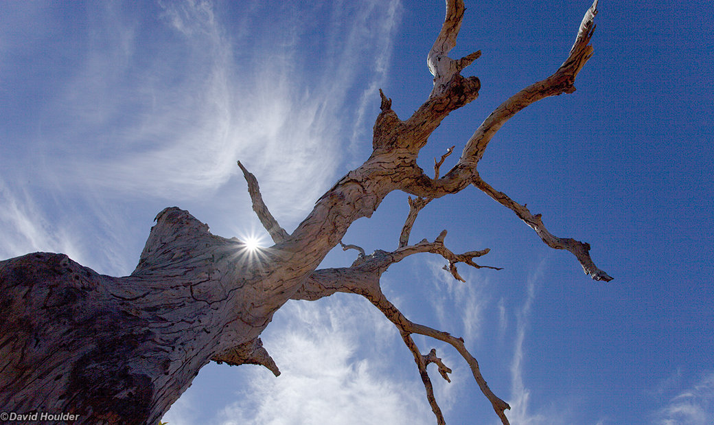 Dead Tree and Cirrus Watarrka National Park