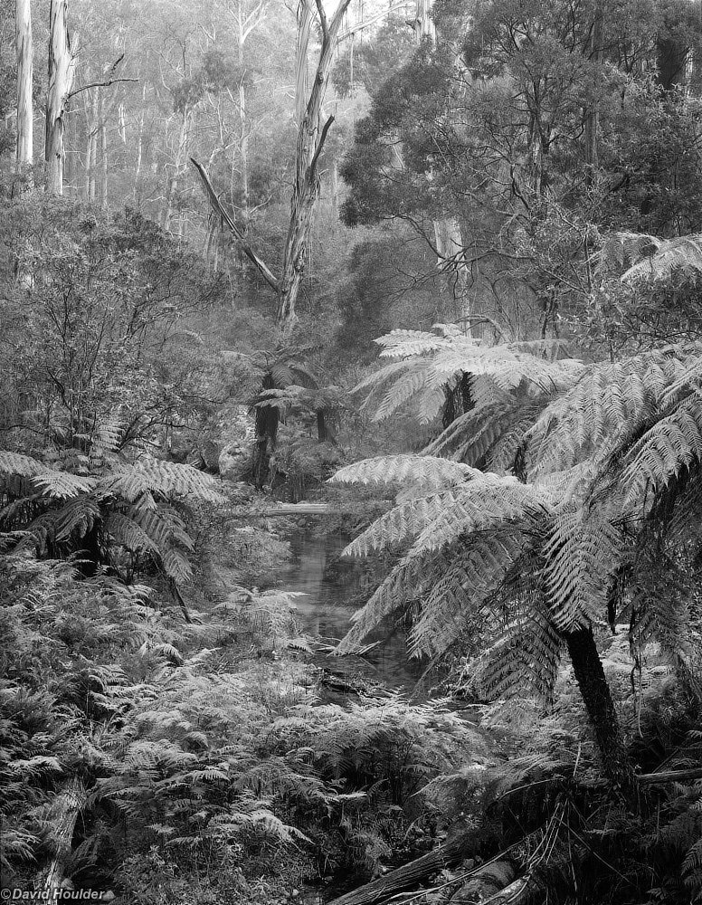 Forest stream Tantawangalo, NSW, Australia