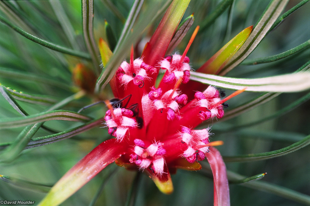 Ants on Mountain Devil flower
