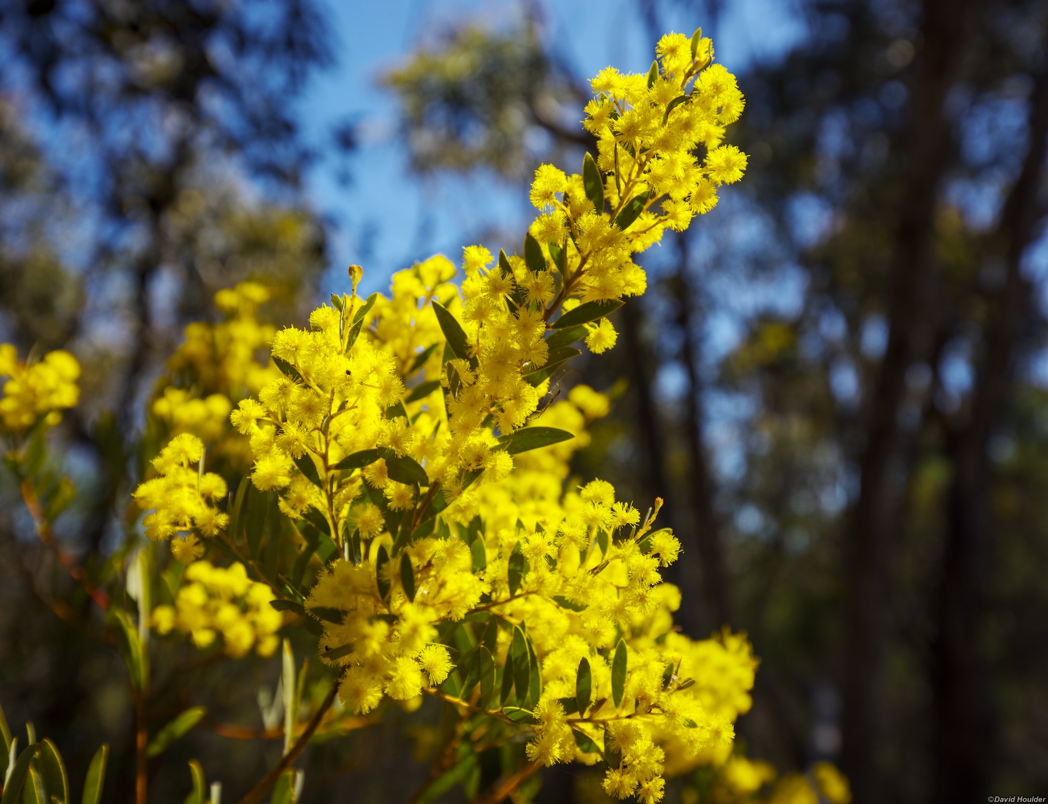 Acacia in flower